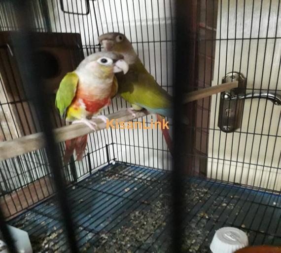 Parrot For Sale