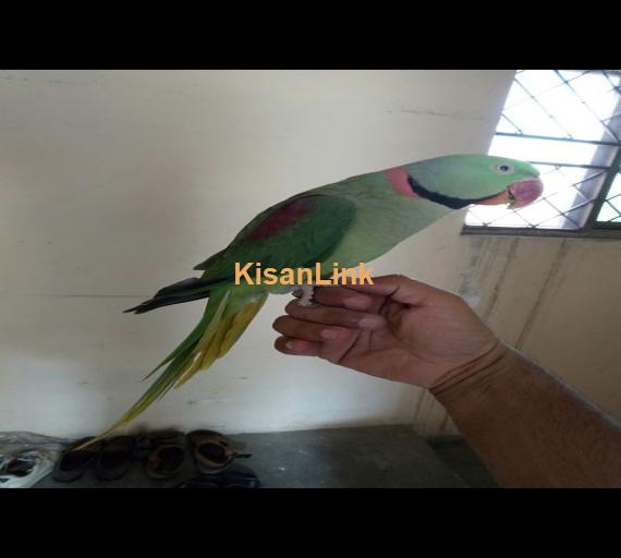 Parrot For Sale