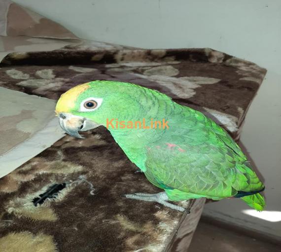 Parrot For Sale