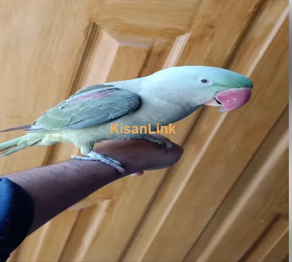 Parrot For Sale