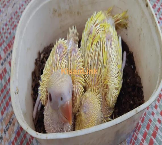 Parrot For Sale