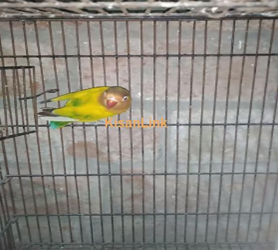 Parrot For Sale