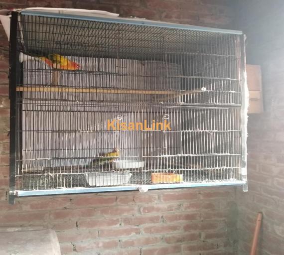 Parrot For Sale