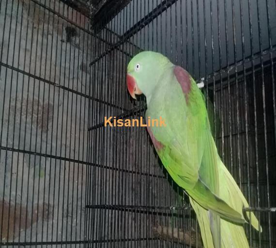 Parrot For Sale