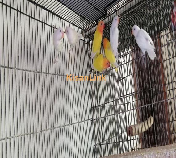 Parrot For Sale