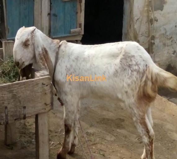 Goat For Sale