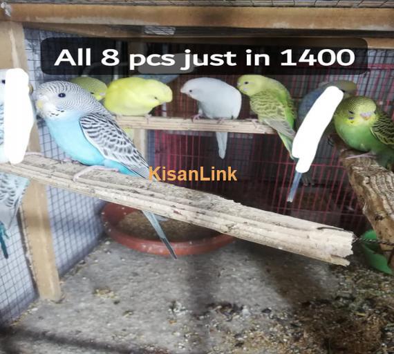 Parrot For Sale