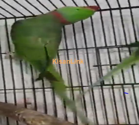 Parrot For Sale