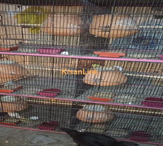 Breeder Pair Cage For Sale