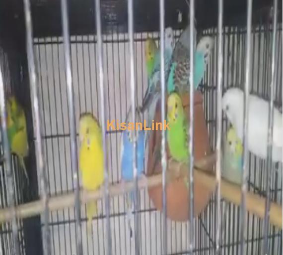 Parrot For Sale