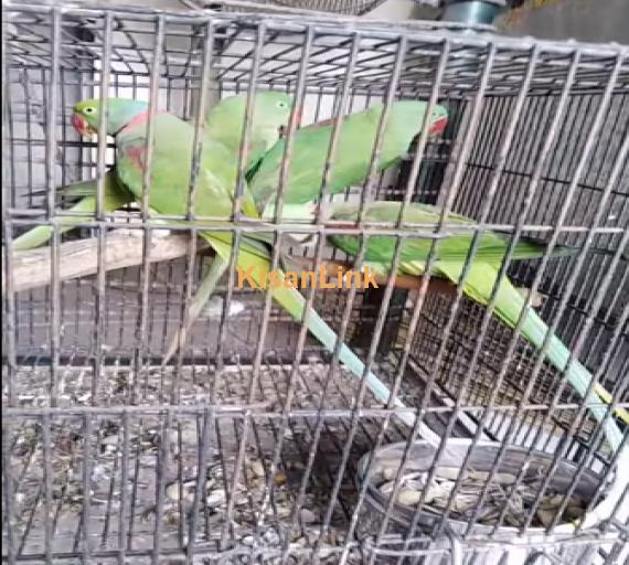 Parrot For Sale