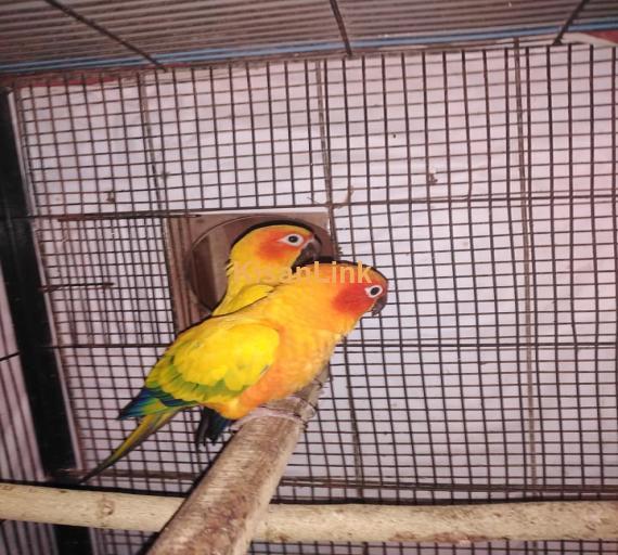 Parrot For Sale