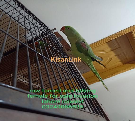 Parrot For Sale