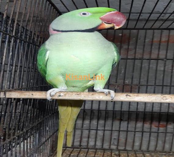 Parrot For Sale