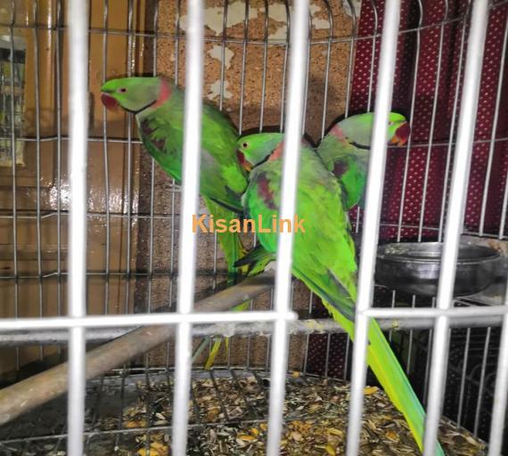 Parrot For Sale