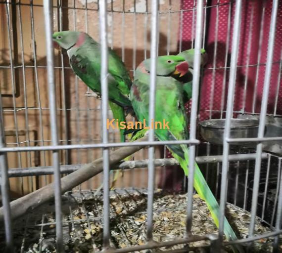 Parrot For Sale