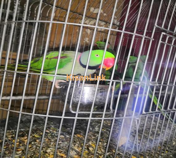 Parrot For Sale