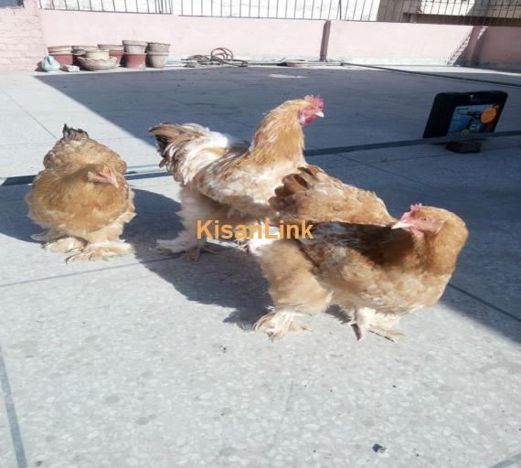 Hens For Sale