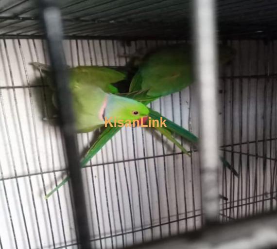 Parrot For Sale