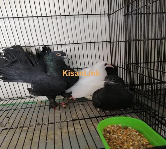 Pigeons For Sale