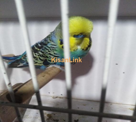 Parrot For Sale