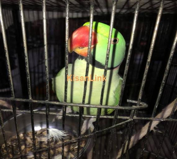 Parrot For Sale