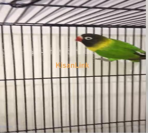 Parrot For Sale