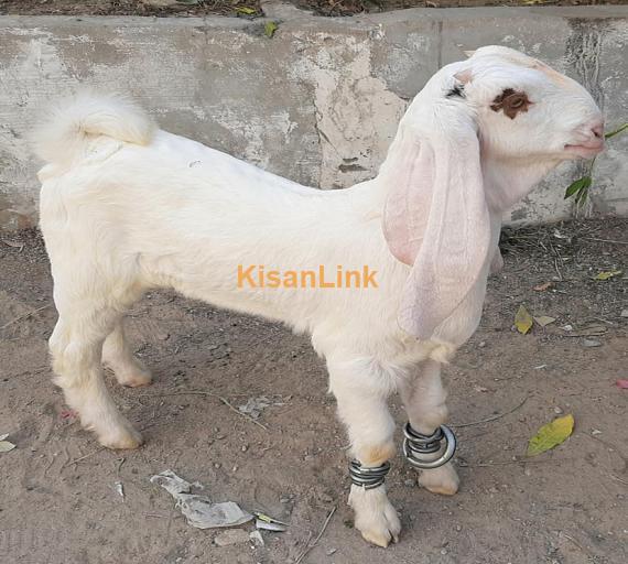 Goat For Sale