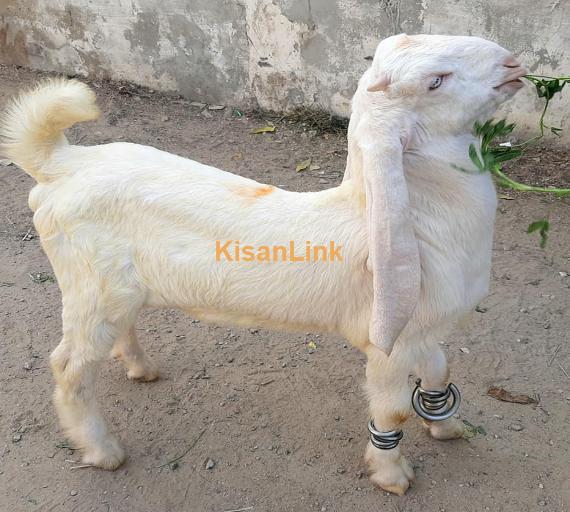 Goat For Sale