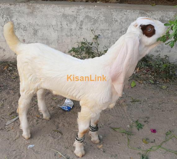 Goat For Sale