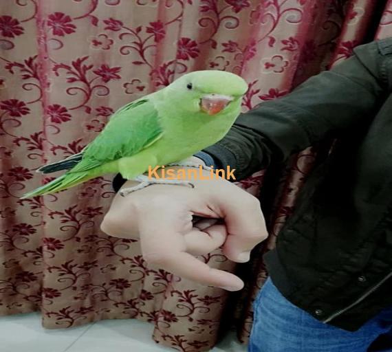 Parrot For Sale