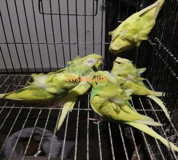 Parrot For Sale