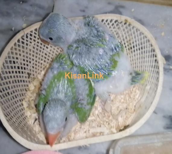 Parrot For Sale