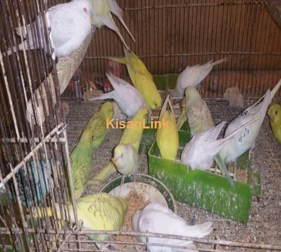 Parrot For Sale