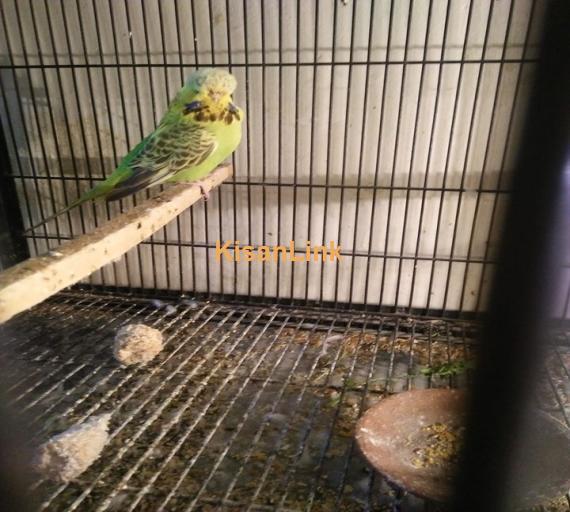 Parrot For Sale