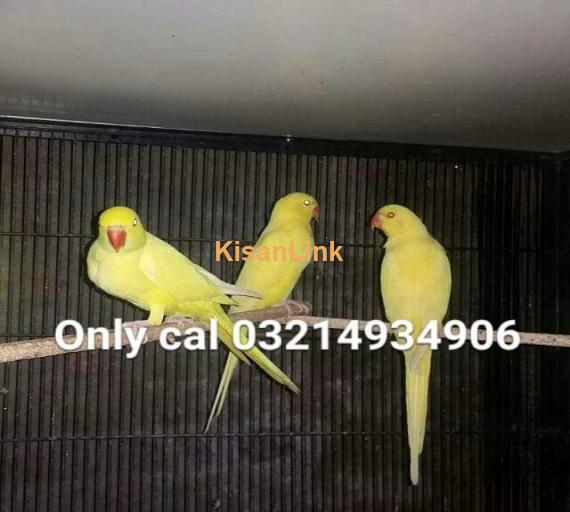 Parrot For Sale