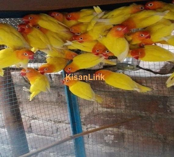 Parrot For Sale