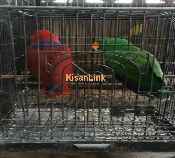 Parrot For Sale