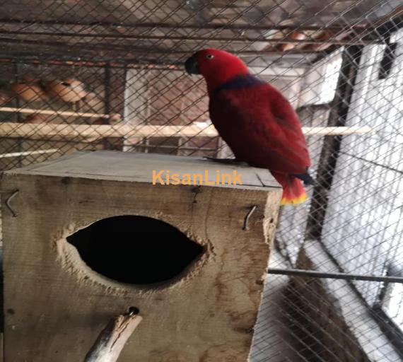 Parrot For Sale