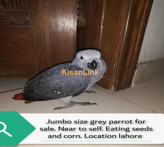 Parrot For Sale