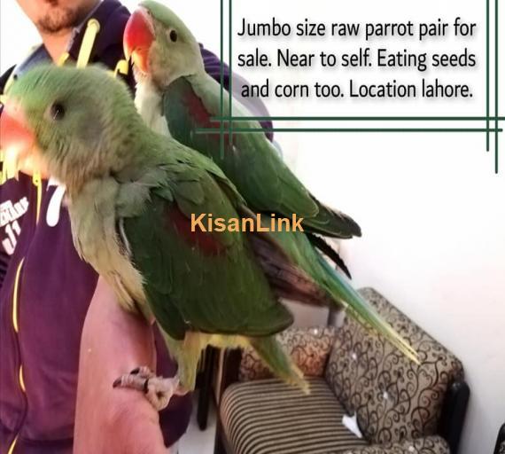 Parrot For Sale