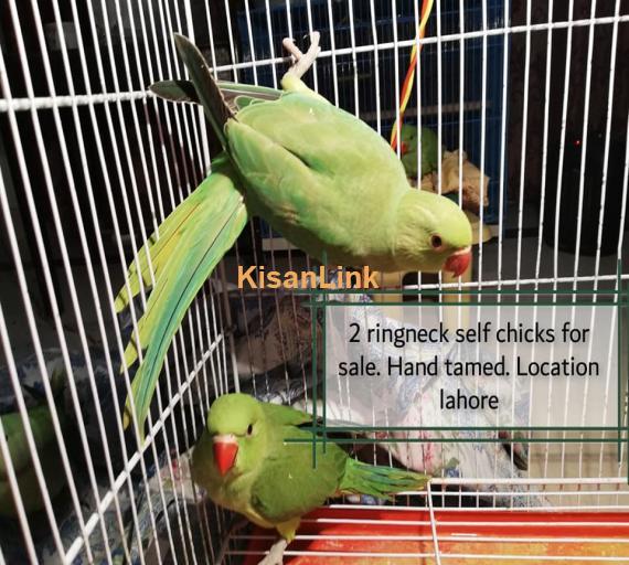 Parrot For Sale