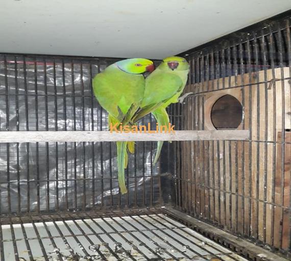 Parrot For Sale