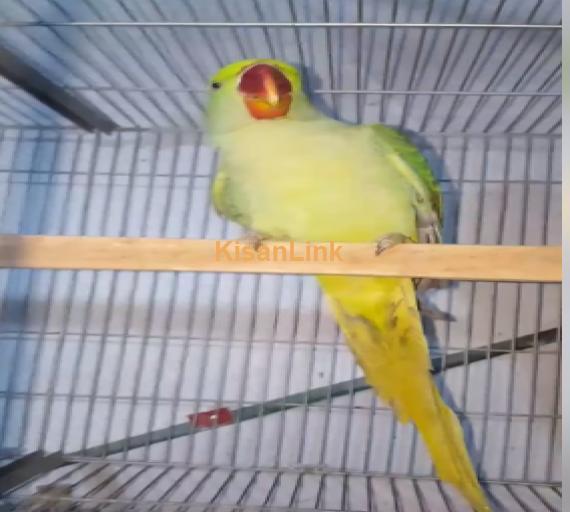 Parrot For Sale