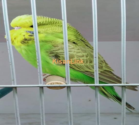 Parrot For Sale