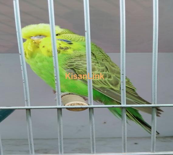 Parrot For Sale