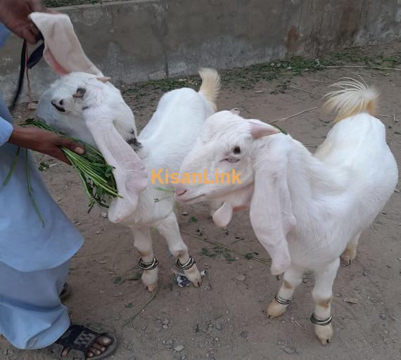 Goat For Sale