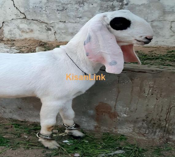 Goat For Sale