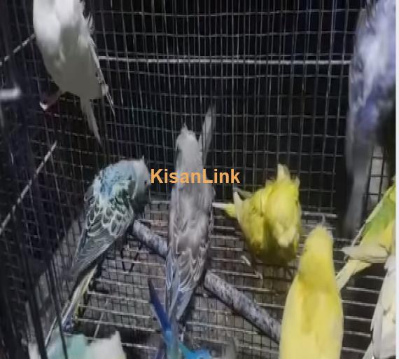 Parrot For Sale