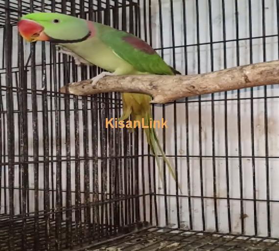 Parrot For Sale